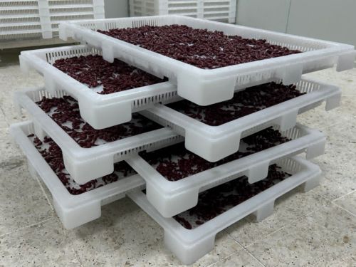 Latest company news about Softjel Kapsülleme Nedir? Üretim Süreci Açıklaması